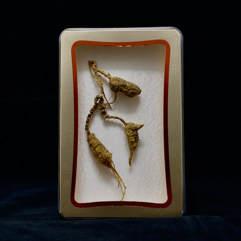 #82 Wild American Ginseng | E1438 | 50+ Years Old