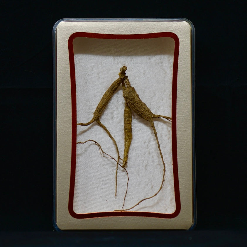 #82 Wild American Ginseng | E1491 | 30+ Years Old