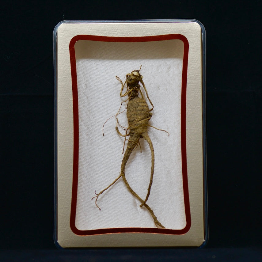 #82 Wild American Ginseng | E1493 | 30+ Years Old