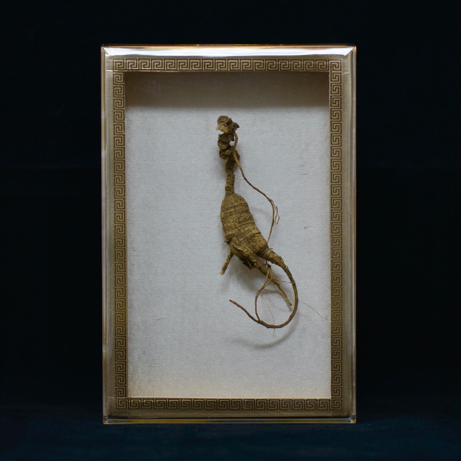 #82 Wild American Ginseng | E1495 | 50+ Years Old