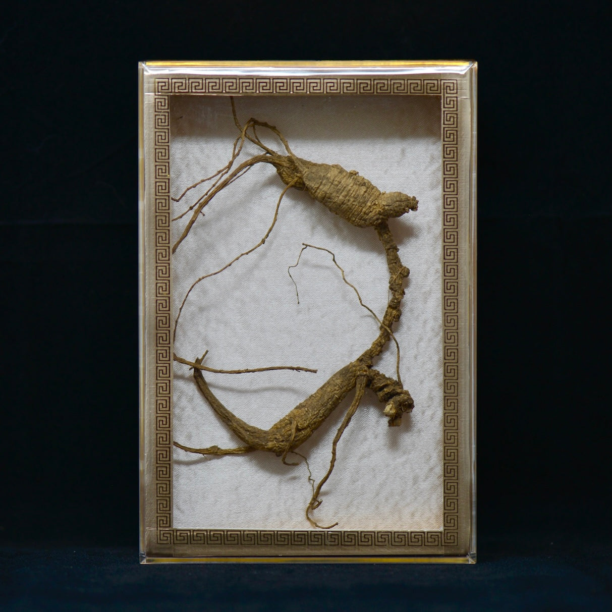 #82 Wild American Ginseng | E1500 | 60+ Years Old
