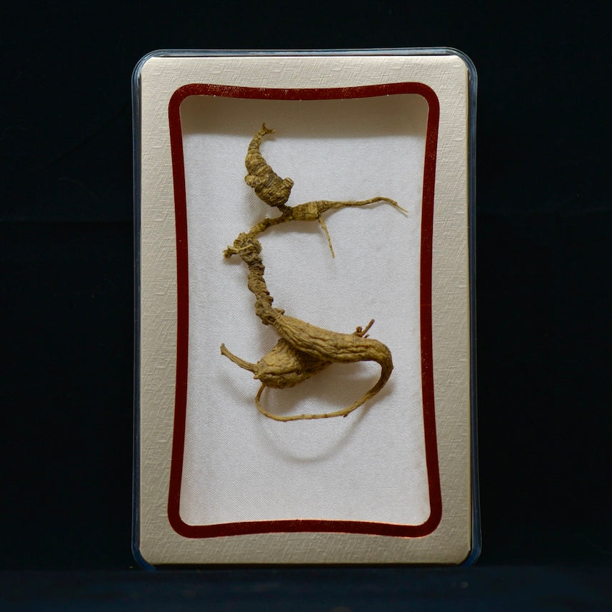 #82 Nhân sâm hoang dã Mỹ | E1513 | Hơn 30 năm tuổi