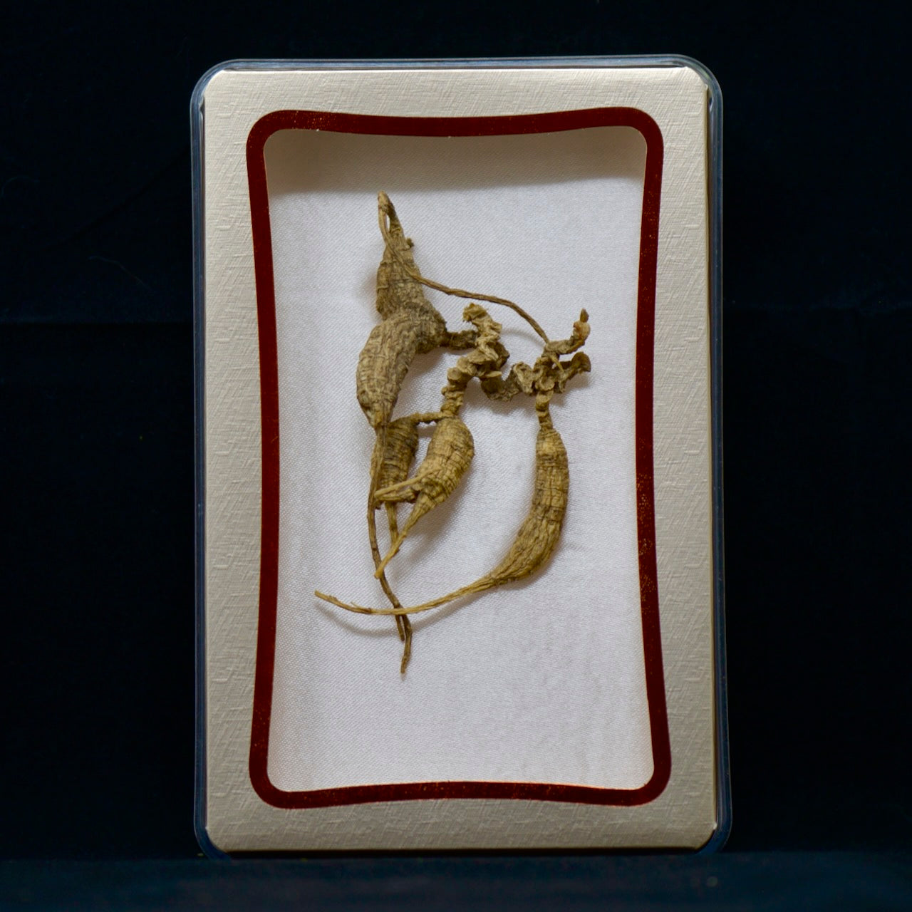 #82 Nhân sâm hoang dã Mỹ | E1516 | Hơn 30 năm tuổi