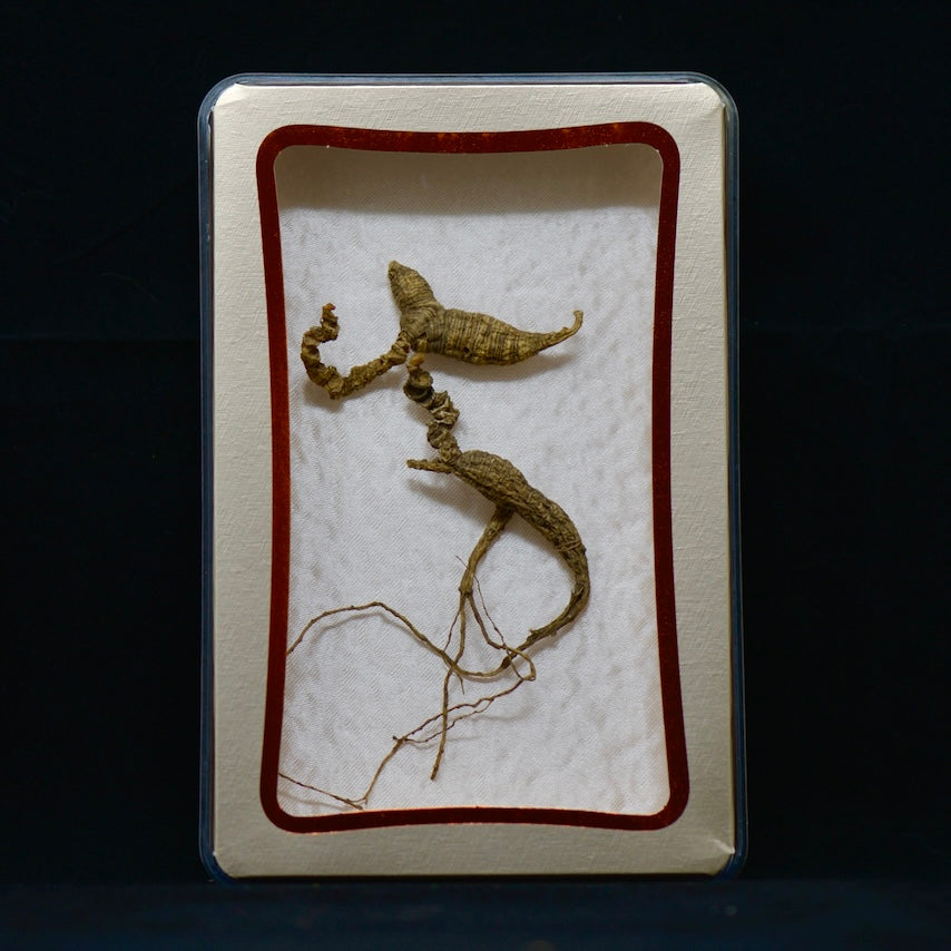 #82 Nhân sâm hoang dã Mỹ | E1517 | Hơn 30 năm tuổi