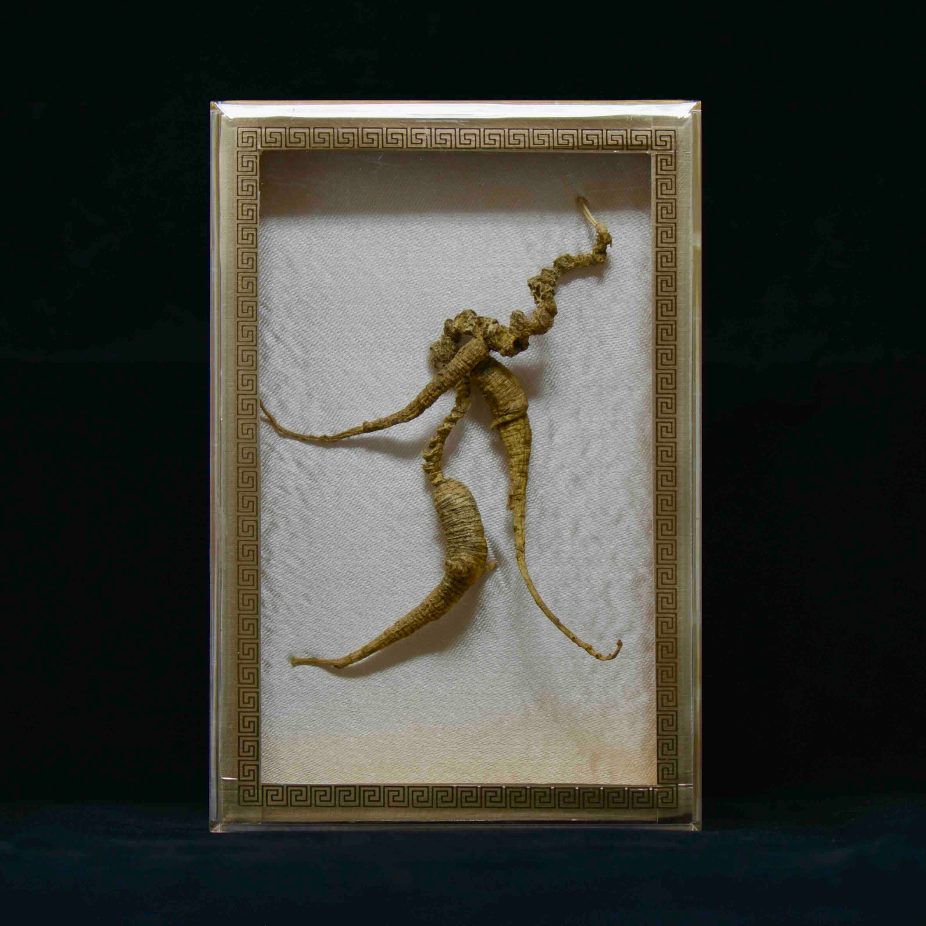 #82 Wild American Ginseng | E1519 | 50+ Years Old