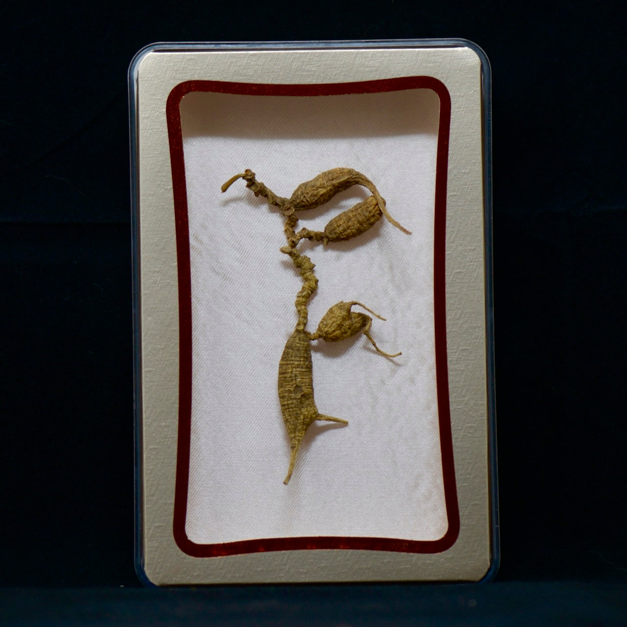 82号野生西洋参 | E1521 | 30年以上树龄