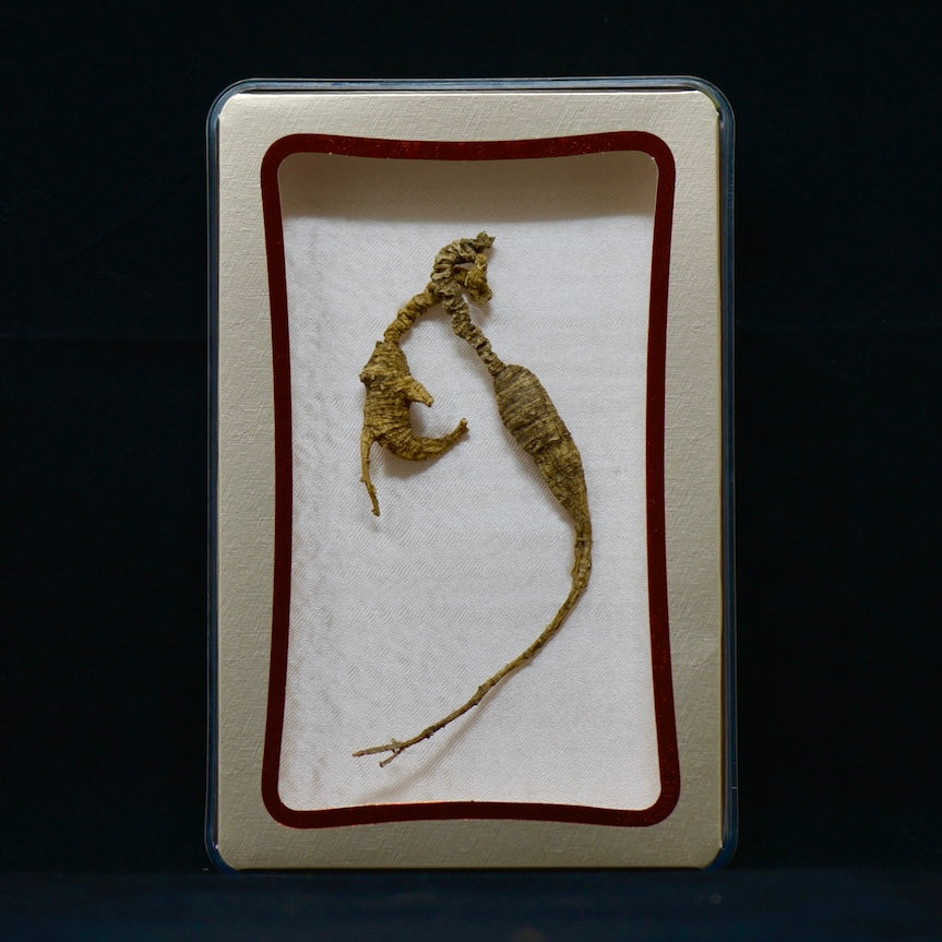 82号野生西洋参 | E1522 | 30年以上树龄