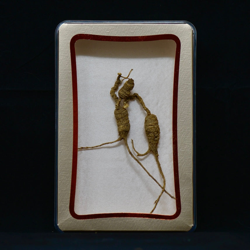 #82 Wild American Ginseng | E1533 | 30+ Years Old