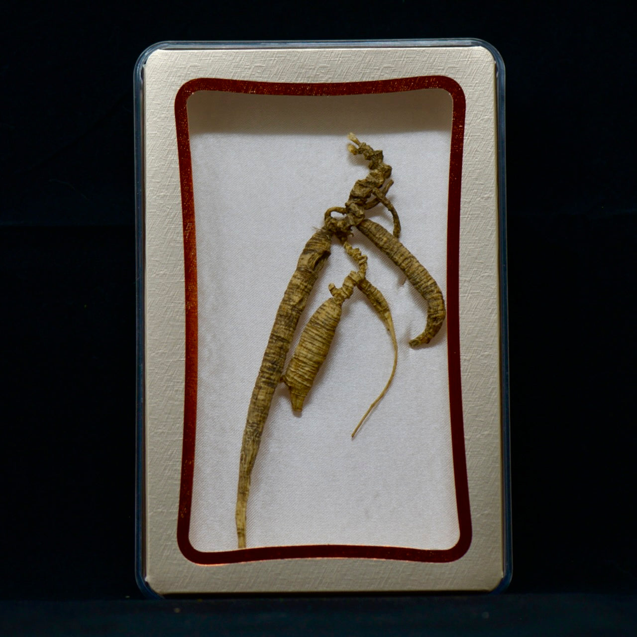 #82 Wild American Ginseng | E1534 | 30+ Years Old
