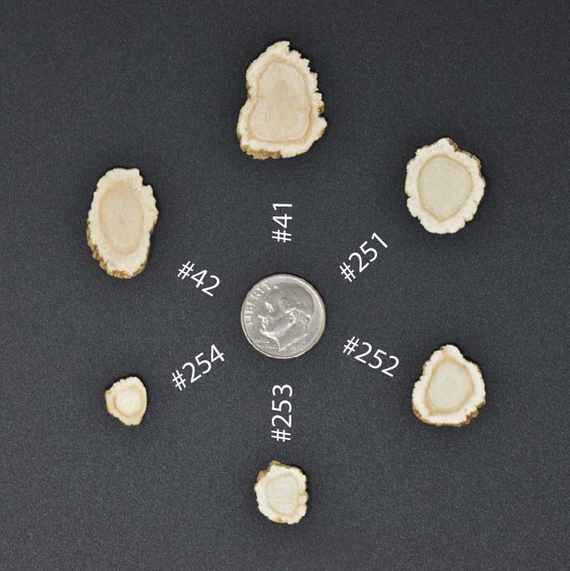 #41 Wisconsin Ginseng Premium Slices