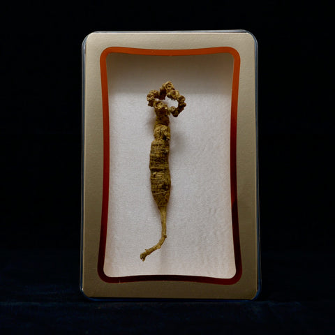 #82 Wild American Ginseng | E1429 | 40+ Years Old