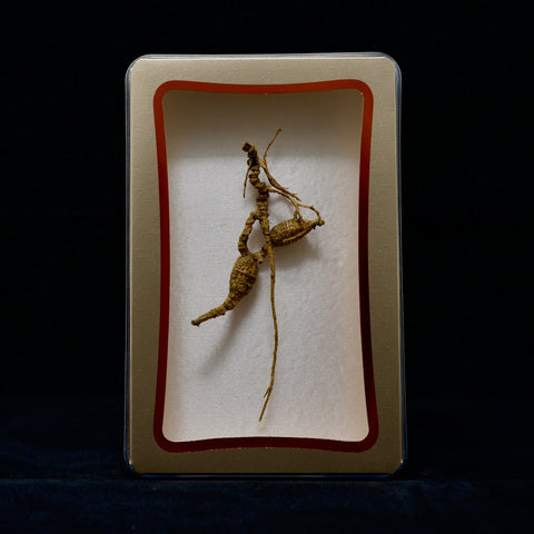 #82 Wild American Ginseng | E1431 | 60+ Years Old