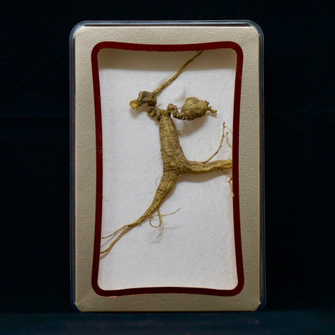 #82 Wild American Ginseng | E1456 | 30+ Years Old