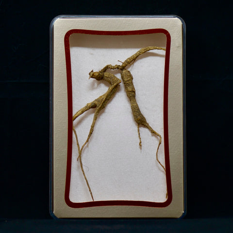 #82 Wild American Ginseng | E1458 | 30+ Years Old