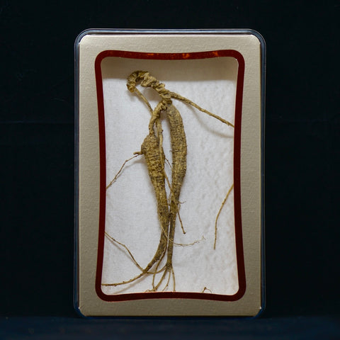 #82 Wild American Ginseng | E1462 | 30+ Years Old