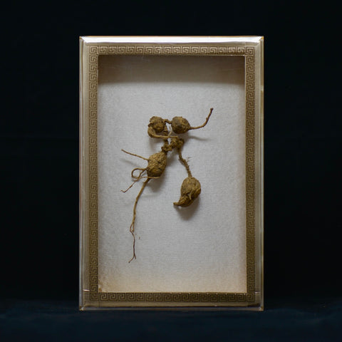 #82 Wild American Ginseng | E1475 | 40+ Years Old