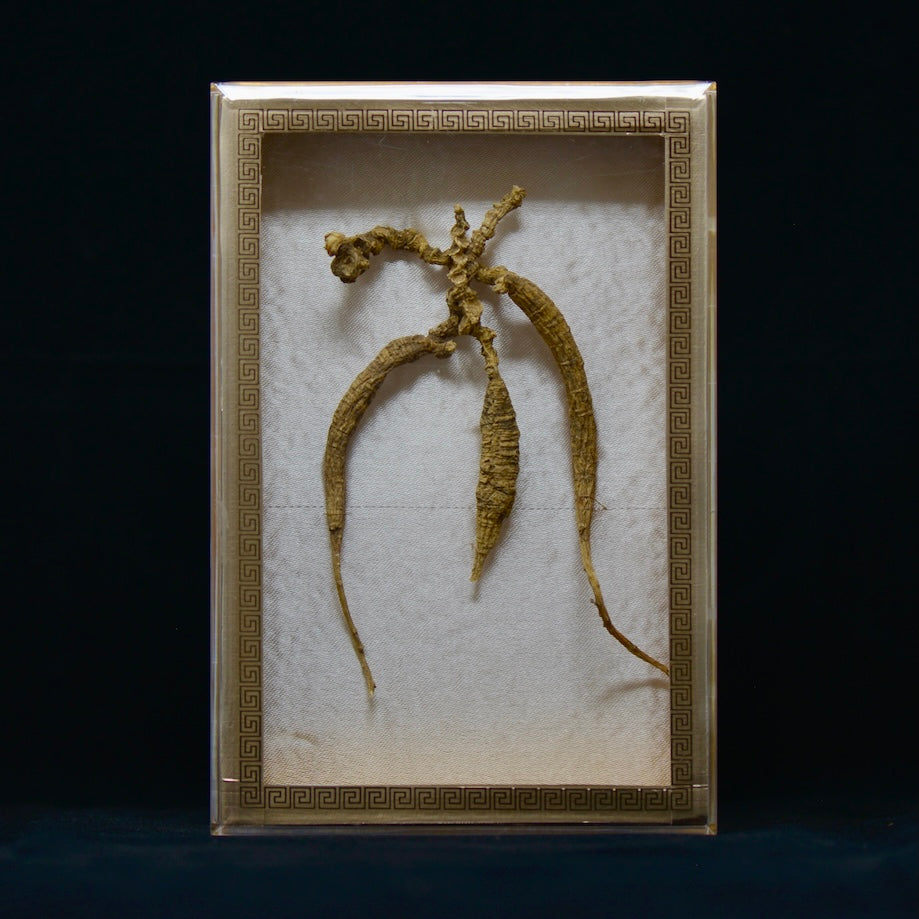 #82 Wild American Ginseng | E1476 | 50+ Years Old