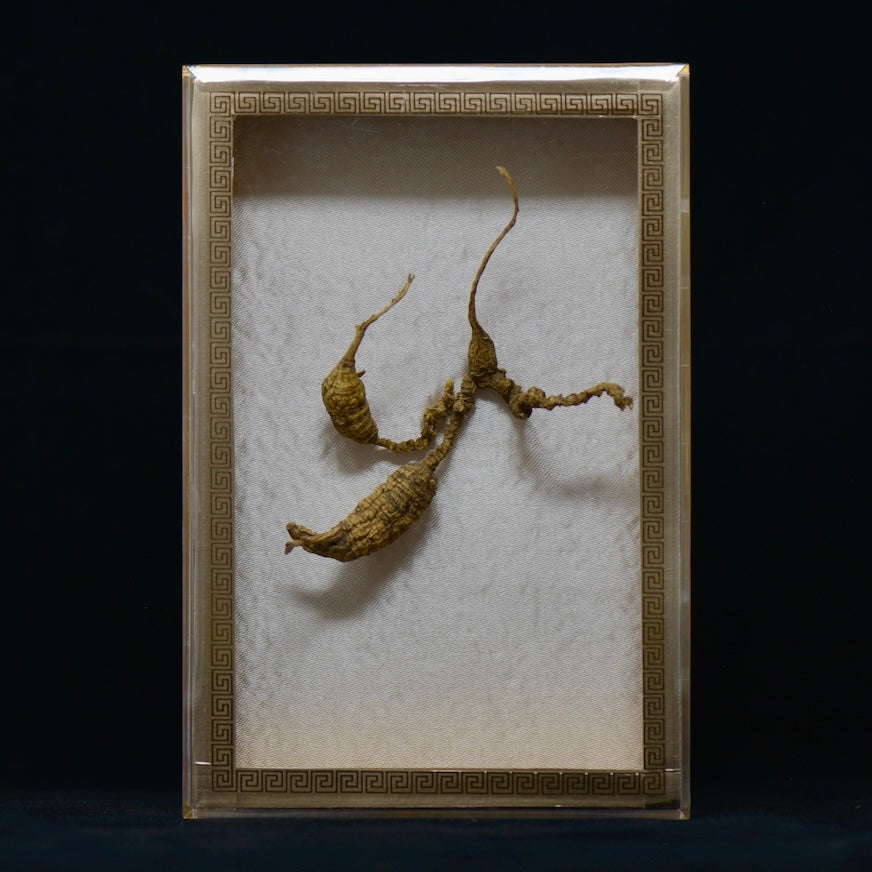 #82 Wild American Ginseng | E1477 | 50+ Years Old