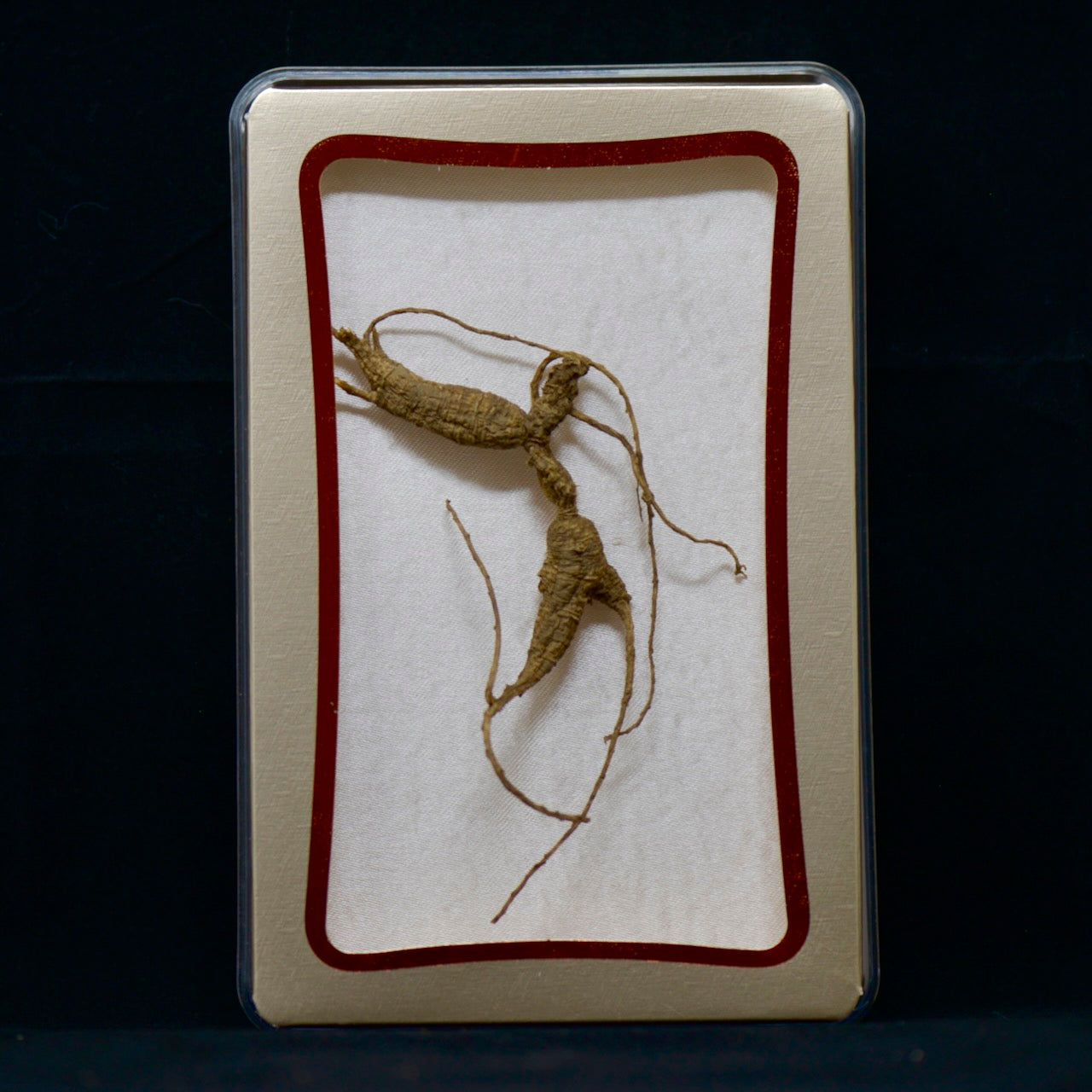 #82 Wild American Ginseng | E1490 | 30+ Years Old