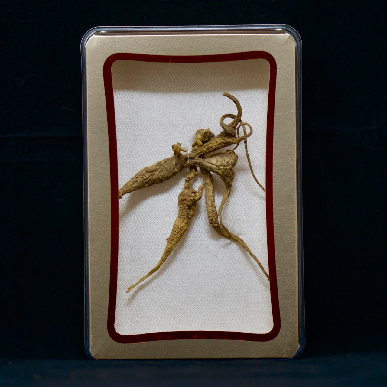 #82 Wild American Ginseng | E1492 | 30+ Years Old