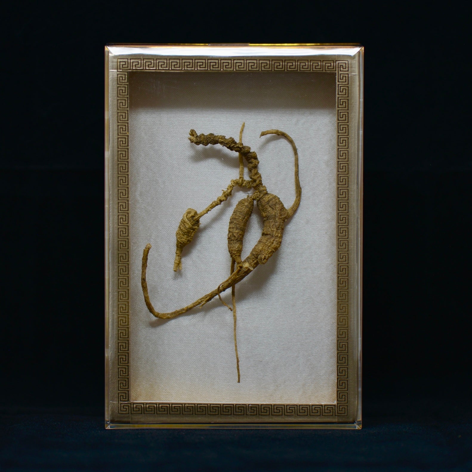 #82 Wild American Ginseng | E1494 | 50+ Years Old