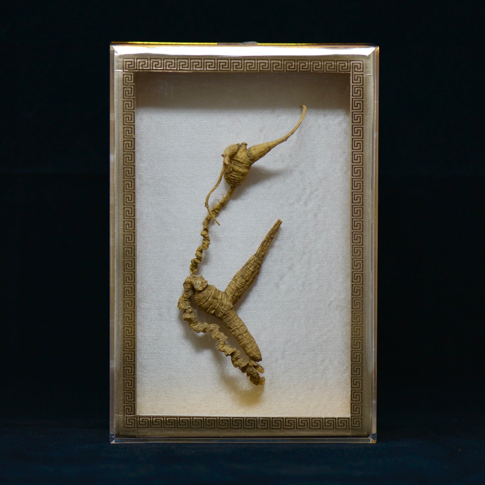 #82 Wild American Ginseng | E1496 | 50+ Years Old
