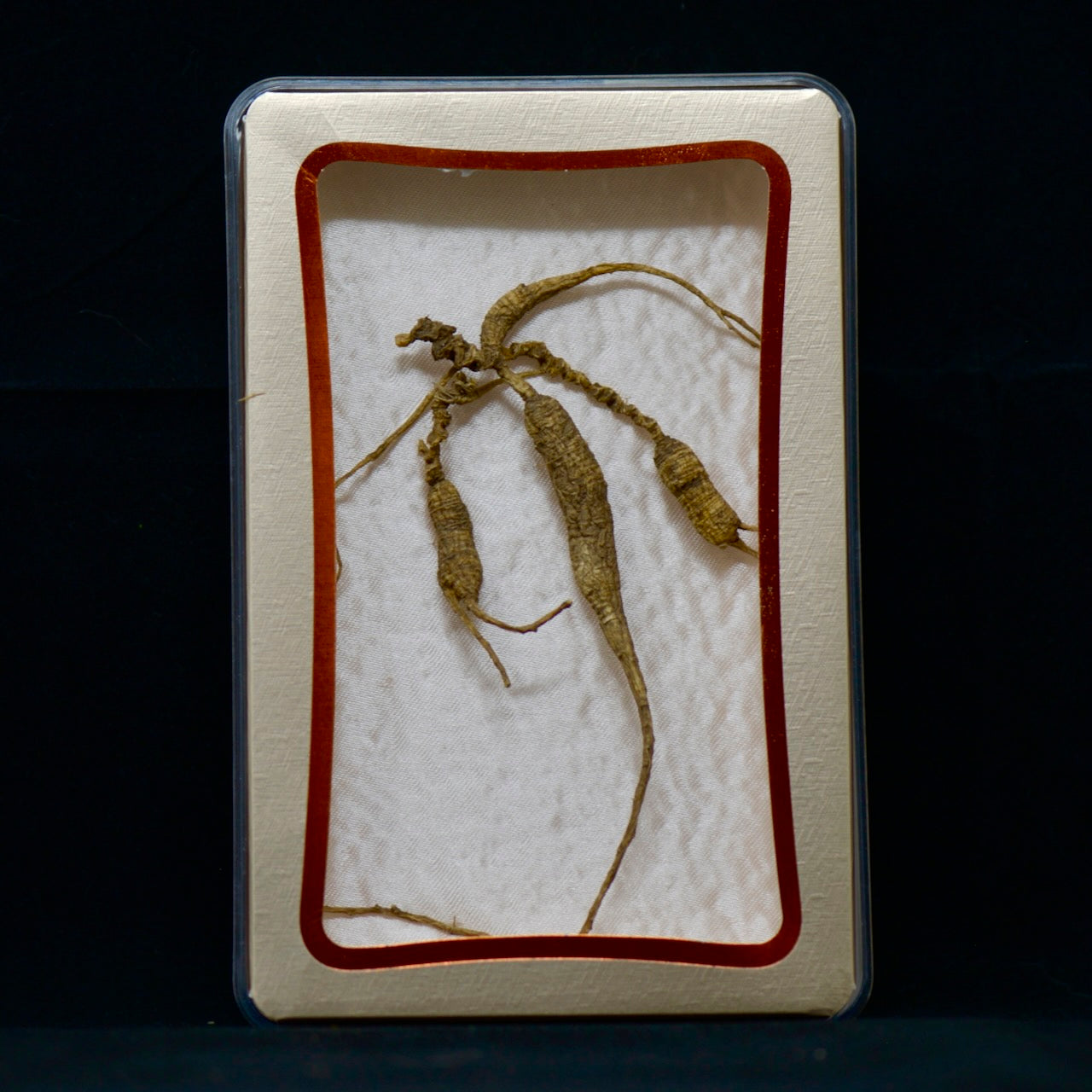 #82 Wild American Ginseng | E1497 | 30+ Years Old