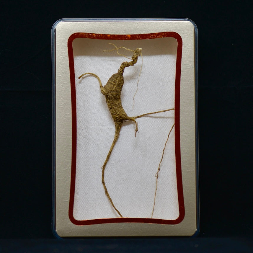 #82 Wild American Ginseng | E1498 | 30+ Years Old
