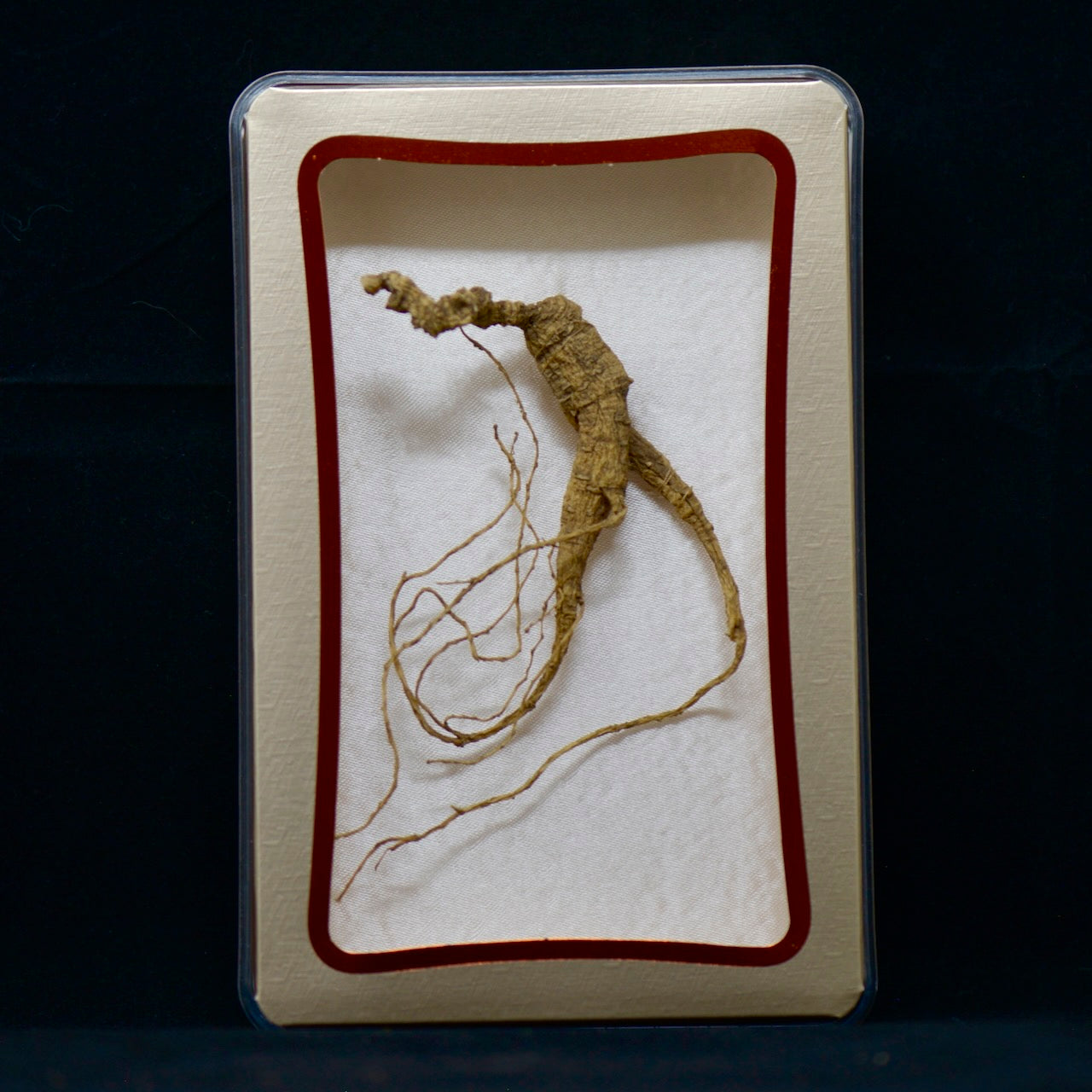 #82 Wild American Ginseng | E1499 | 30+ Years Old