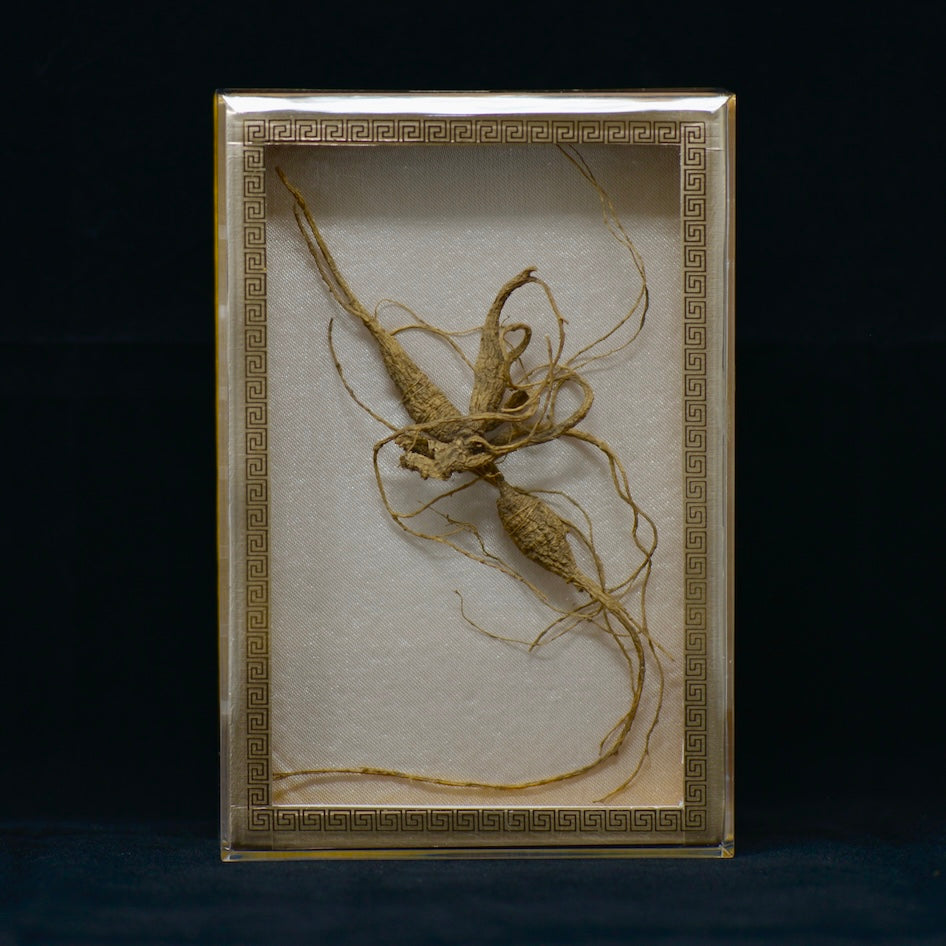 #82 Wild American Ginseng | E1501 | 40+ Years Old