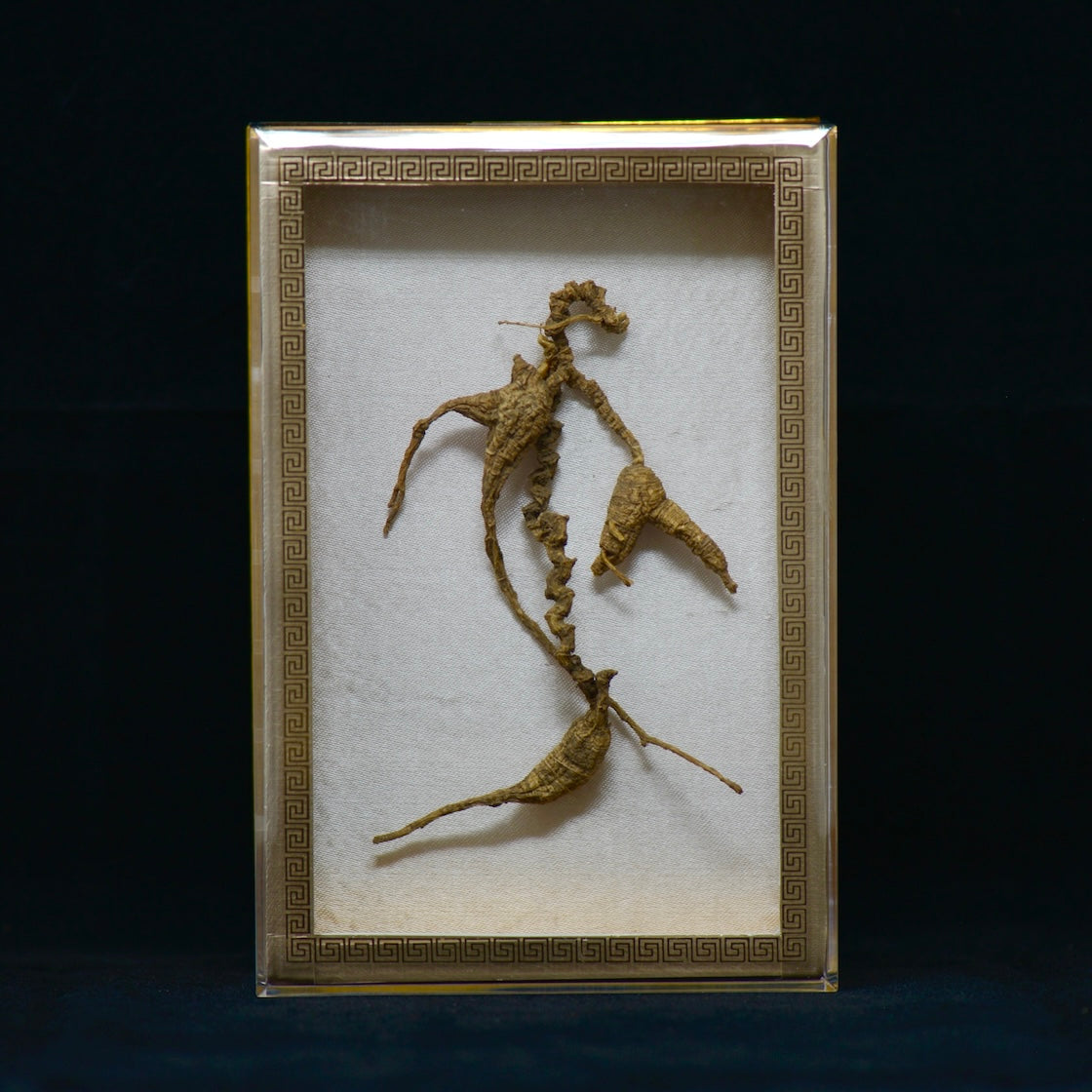 #82 Wild American Ginseng | E1502 | 50+ Years Old