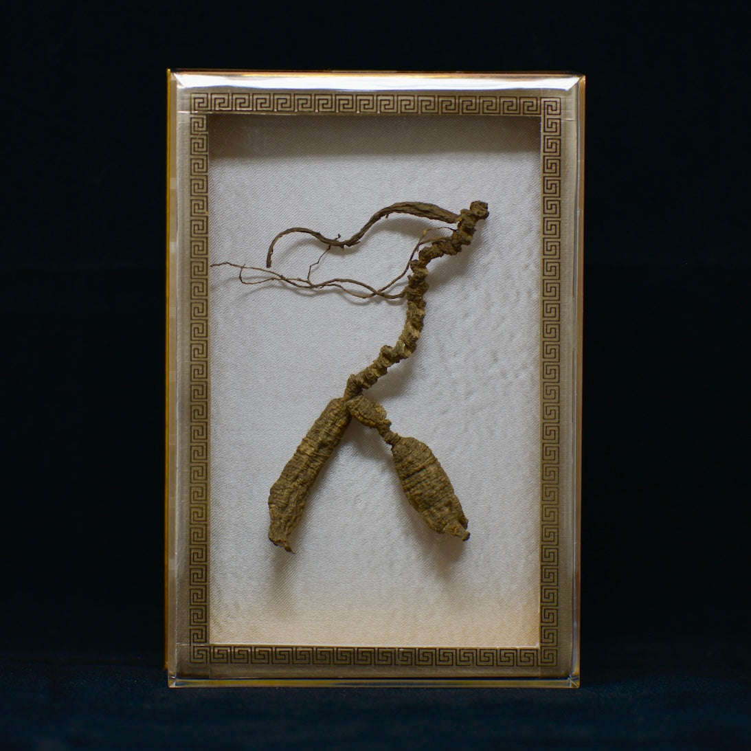 #82 Wild American Ginseng | E1504 | 60+ Years Old
