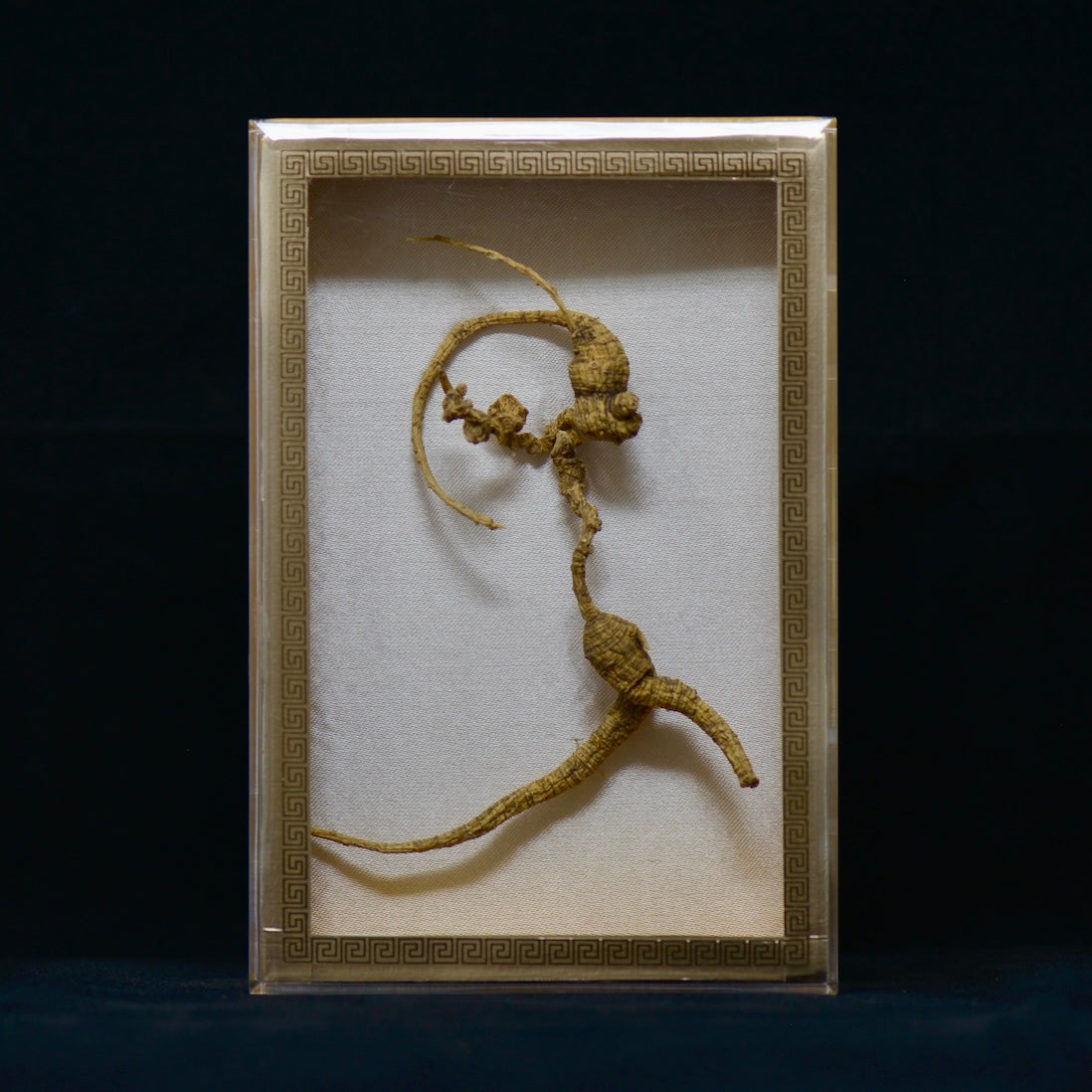 #82 Wild American Ginseng | E1506 | 50+ Years Old