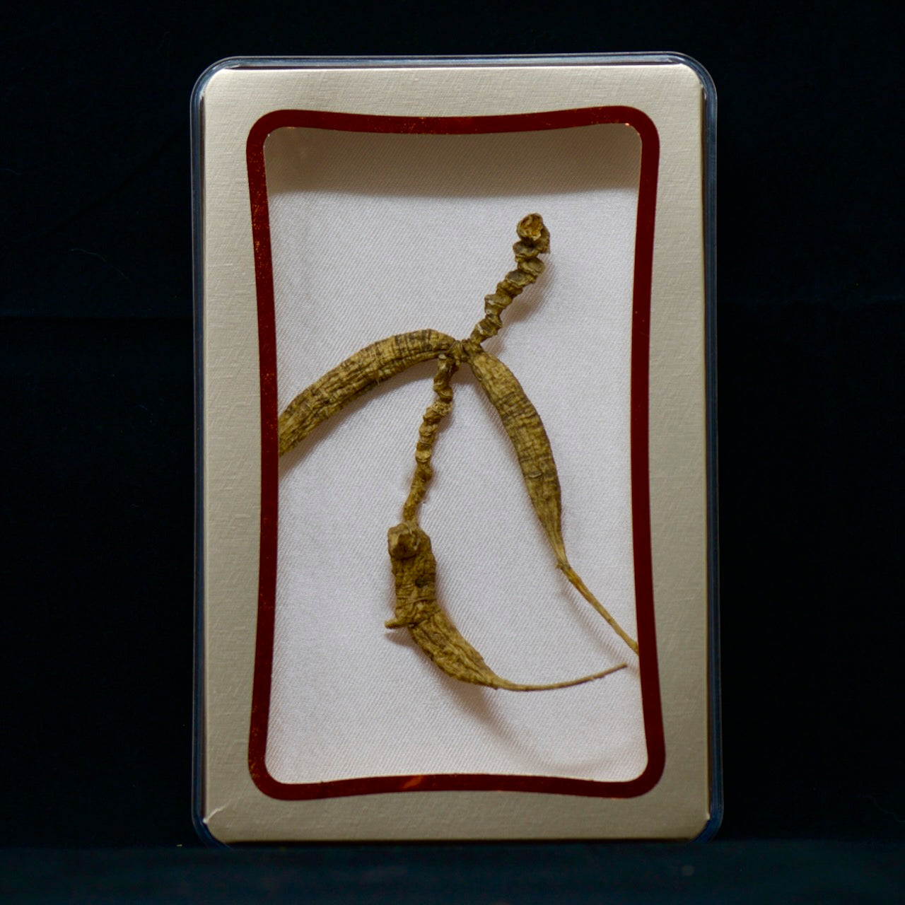 #82 Wild American Ginseng | E1507 | 30+ Years Old