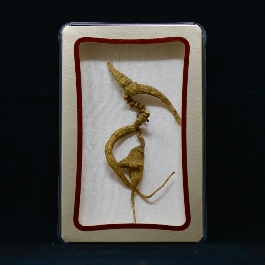 #82 Wild American Ginseng | E1508 | 30+ Years Old