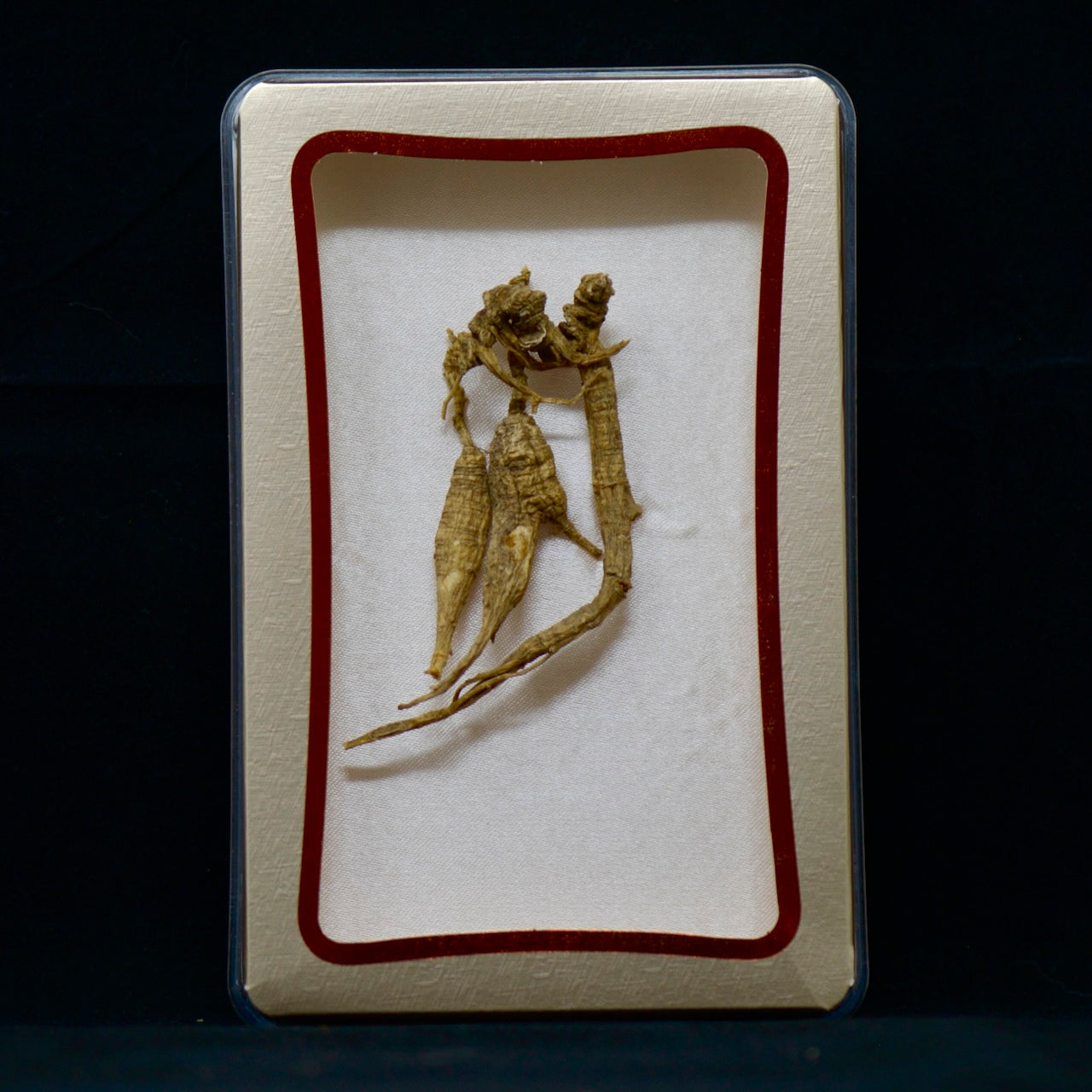 #82 Wild American Ginseng | E1510 | 30+ Years Old