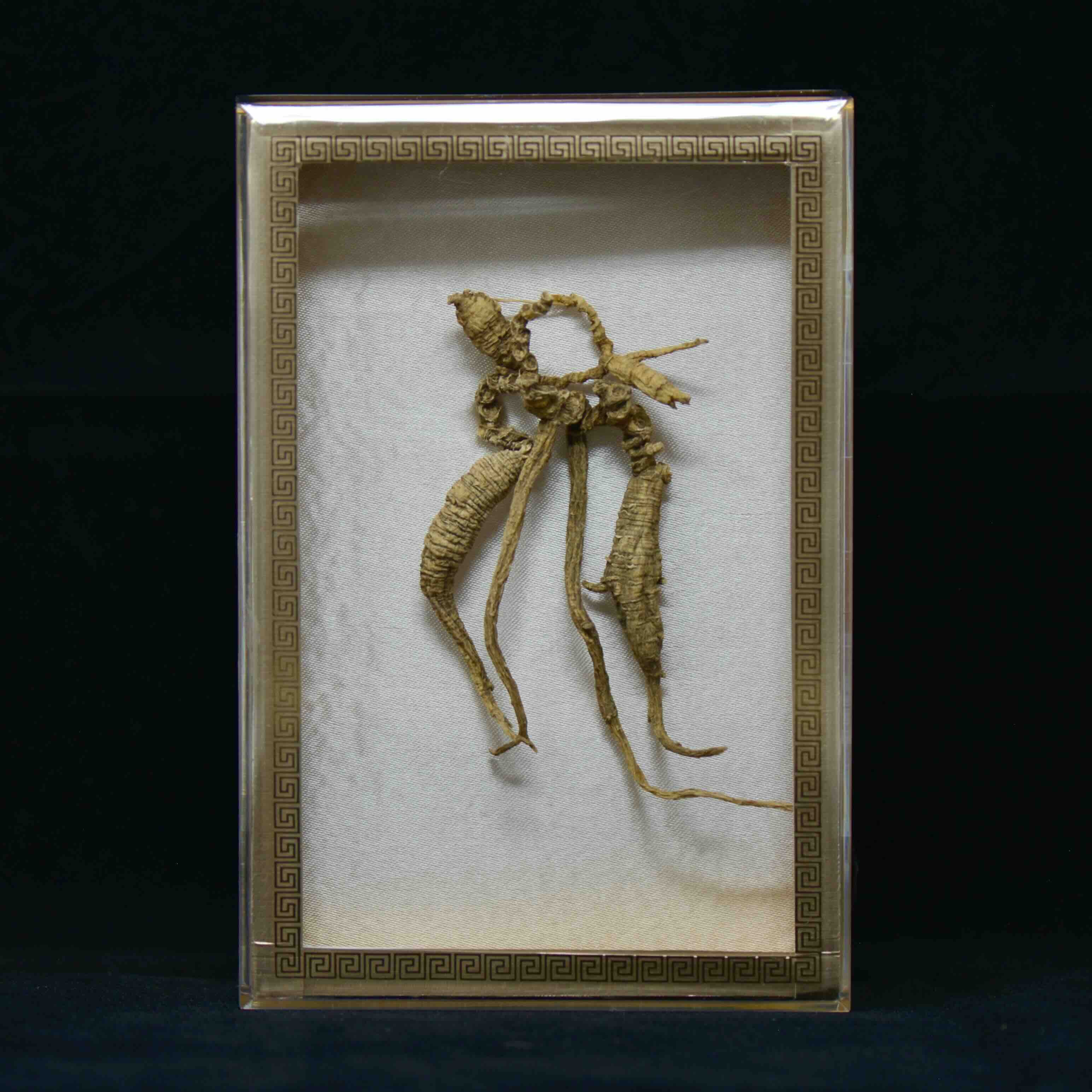 #82 Nhân sâm hoang dã Mỹ | E1512 | Hơn 50 năm tuổi