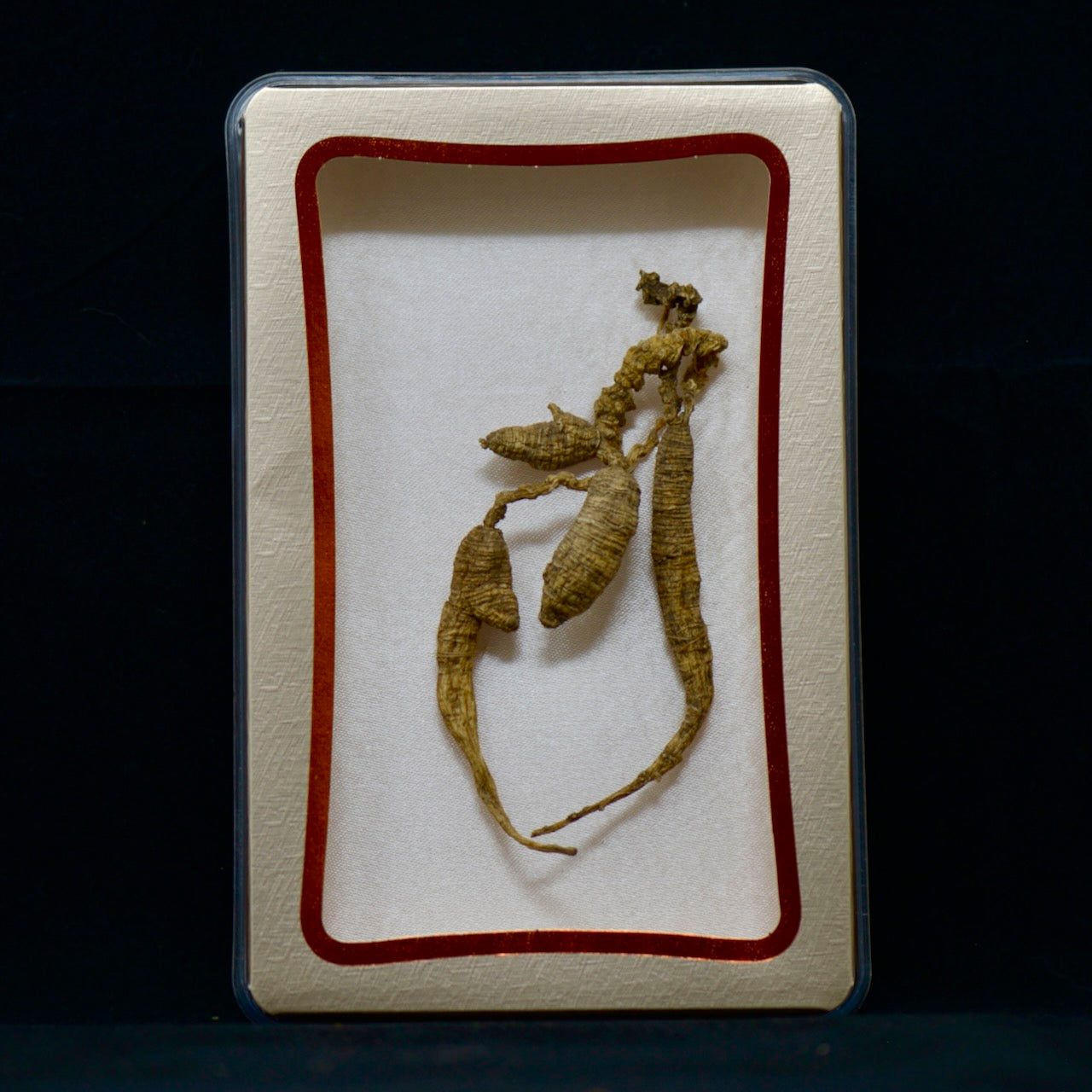 #82 Nhân sâm hoang dã Mỹ | E1514 | Hơn 30 năm tuổi