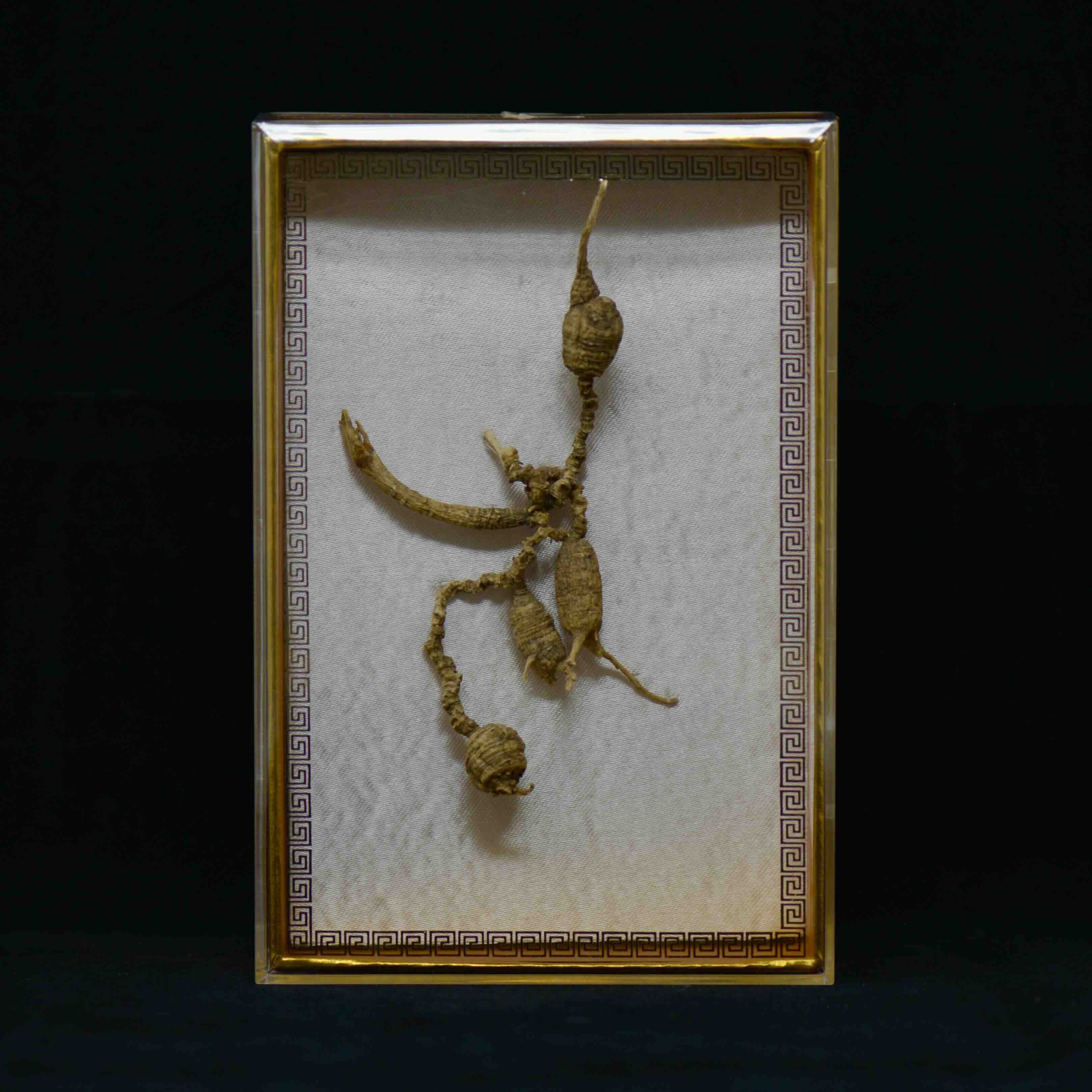 #82 Nhân sâm hoang dã Mỹ | E1515 | Hơn 50 năm tuổi