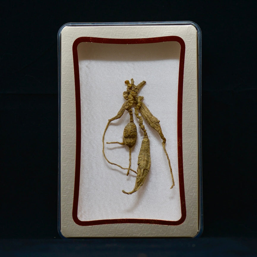 82号野生西洋参 | E1520 | 30年以上树龄