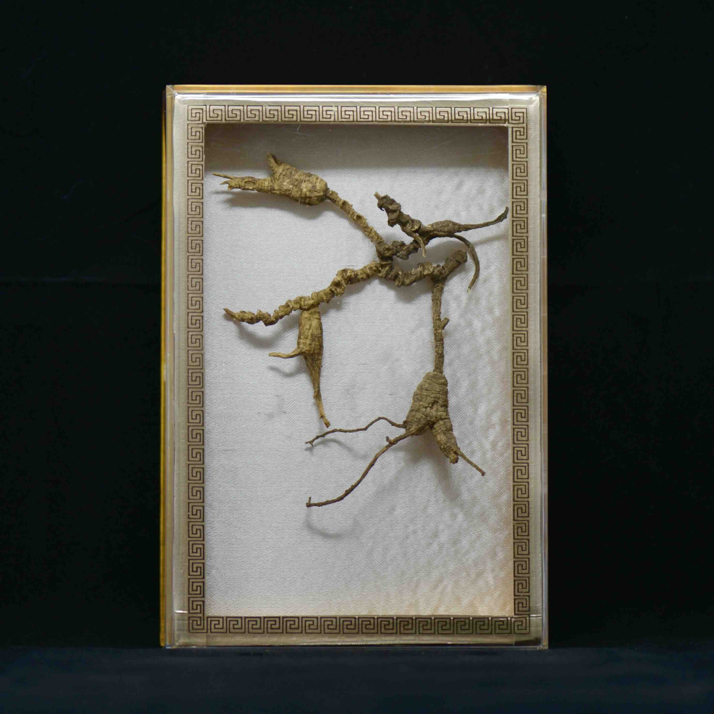 #82 Wild American Ginseng | E1523 | 60+ Years Old