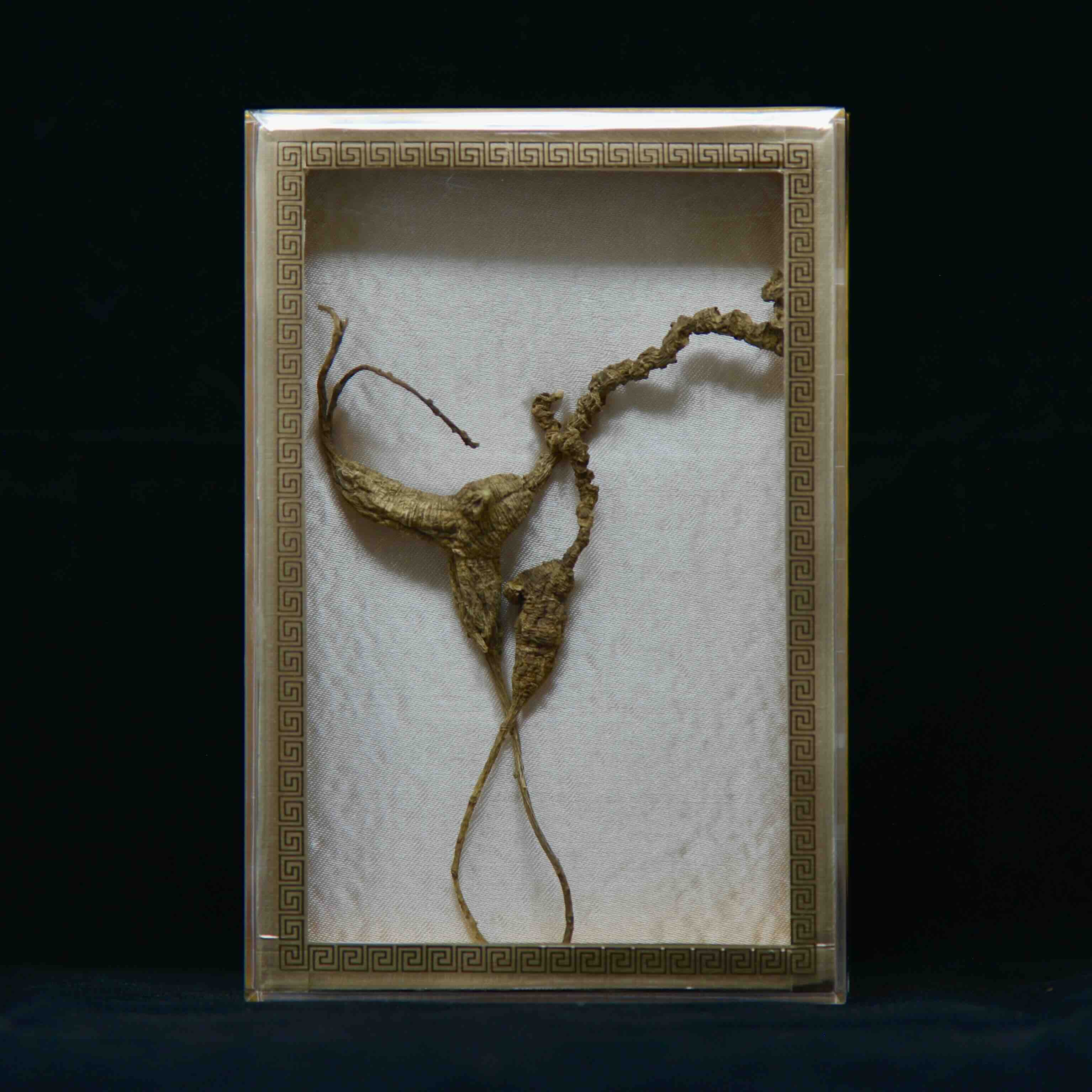 #82 Wild American Ginseng | E1524 | 60+ Years Old