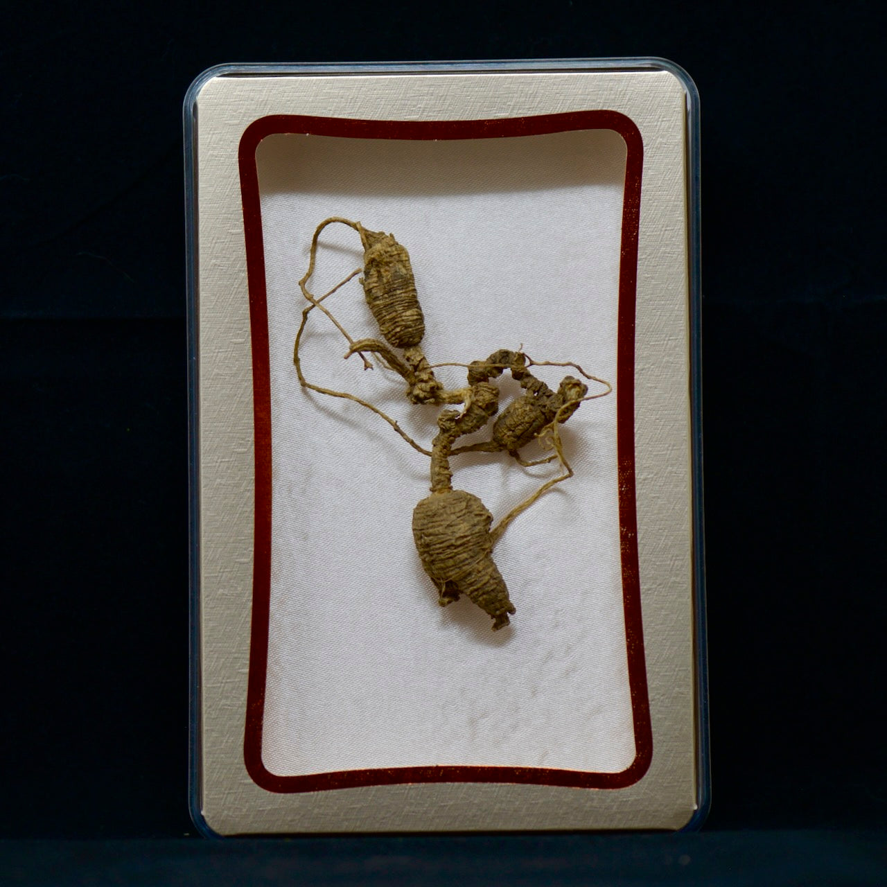 #82 Wild American Ginseng | E1525 | 30+ Years Old