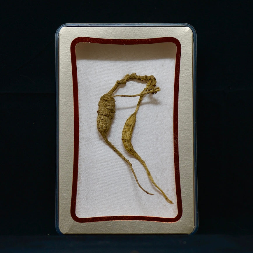 #82 Wild American Ginseng | E1526 | 30+ Years Old
