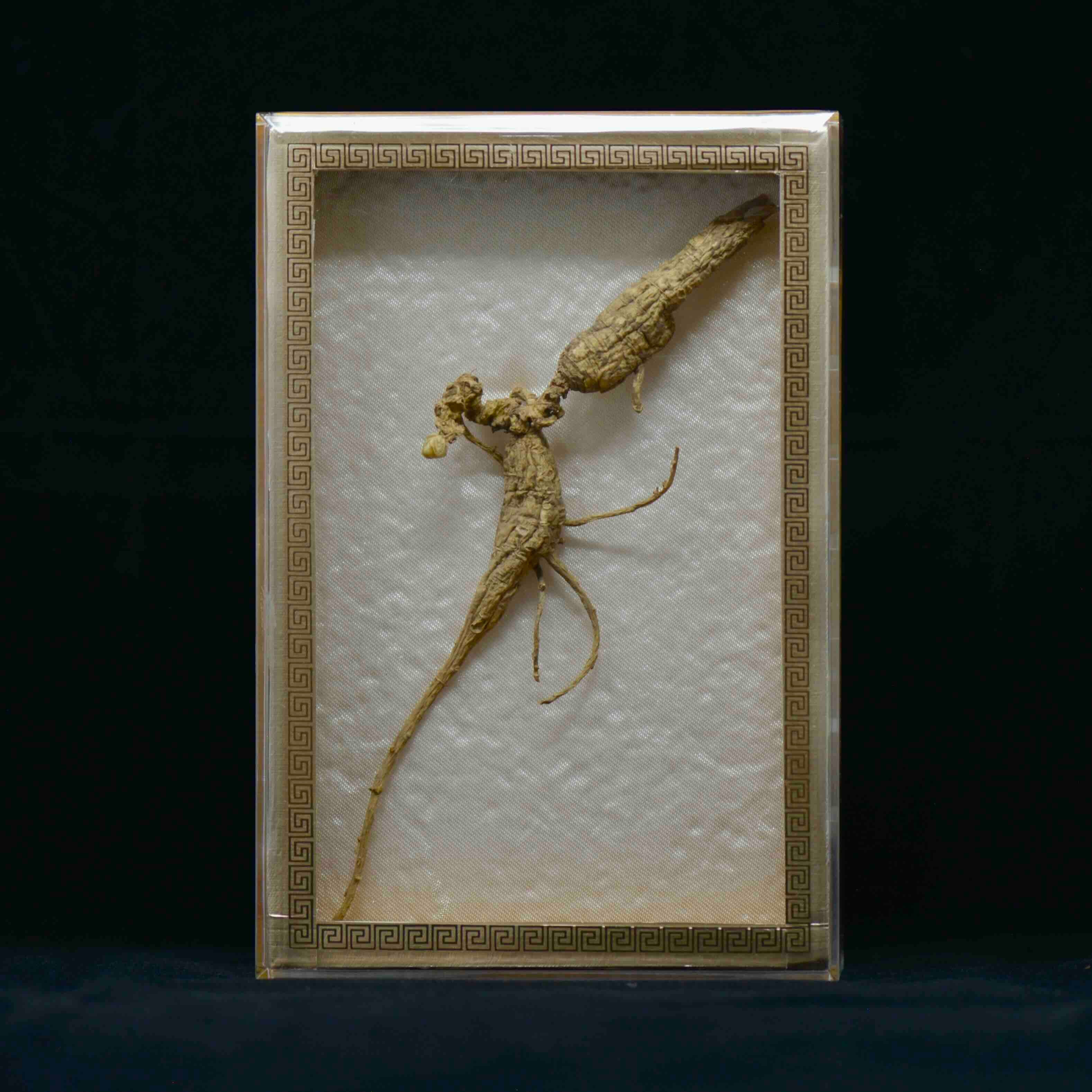 #82 Wild American Ginseng | E1528 | 40+ Years Old