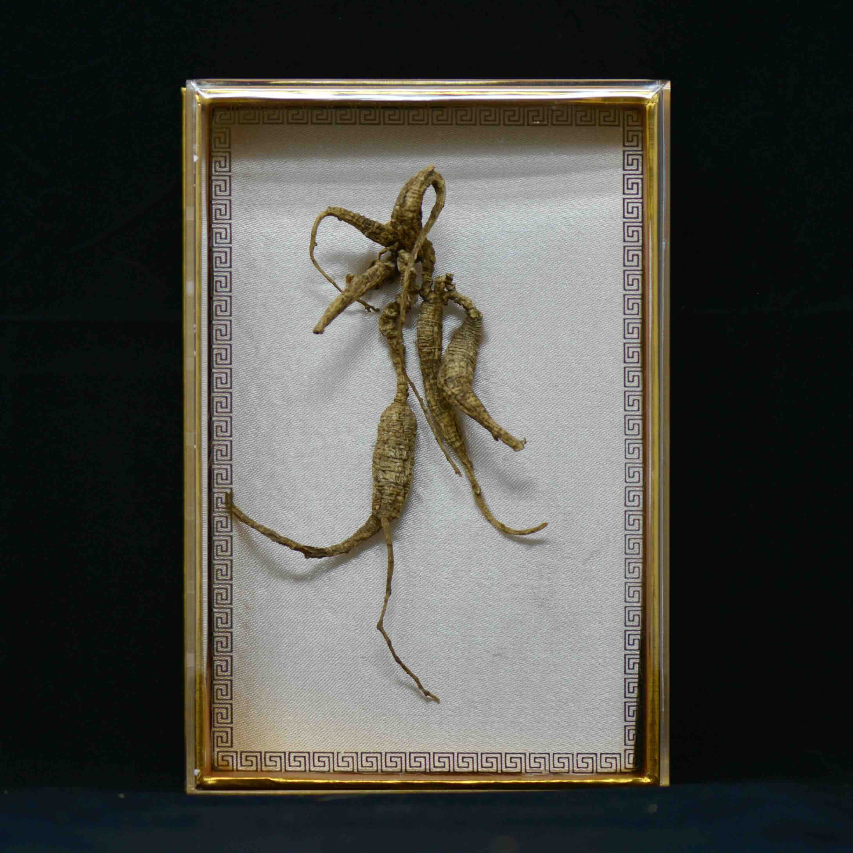 #82 Wild American Ginseng | E1529 | 40+ Years Old