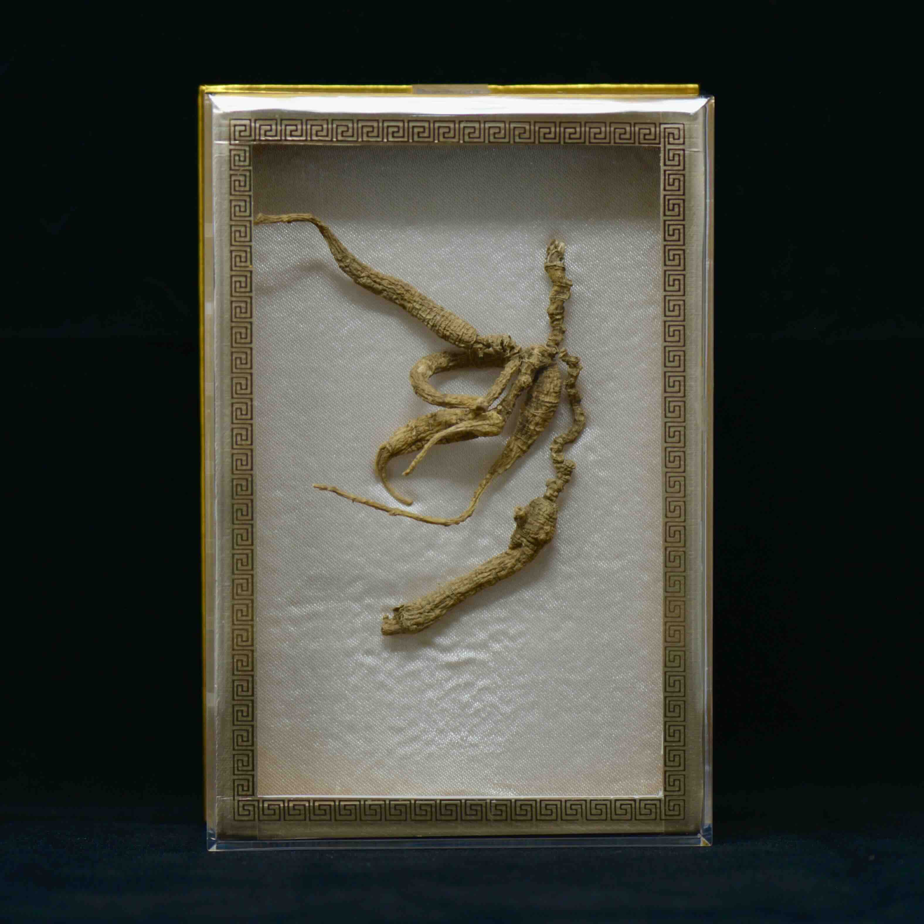 #82 Wild American Ginseng | E1530 | 50+ Years Old