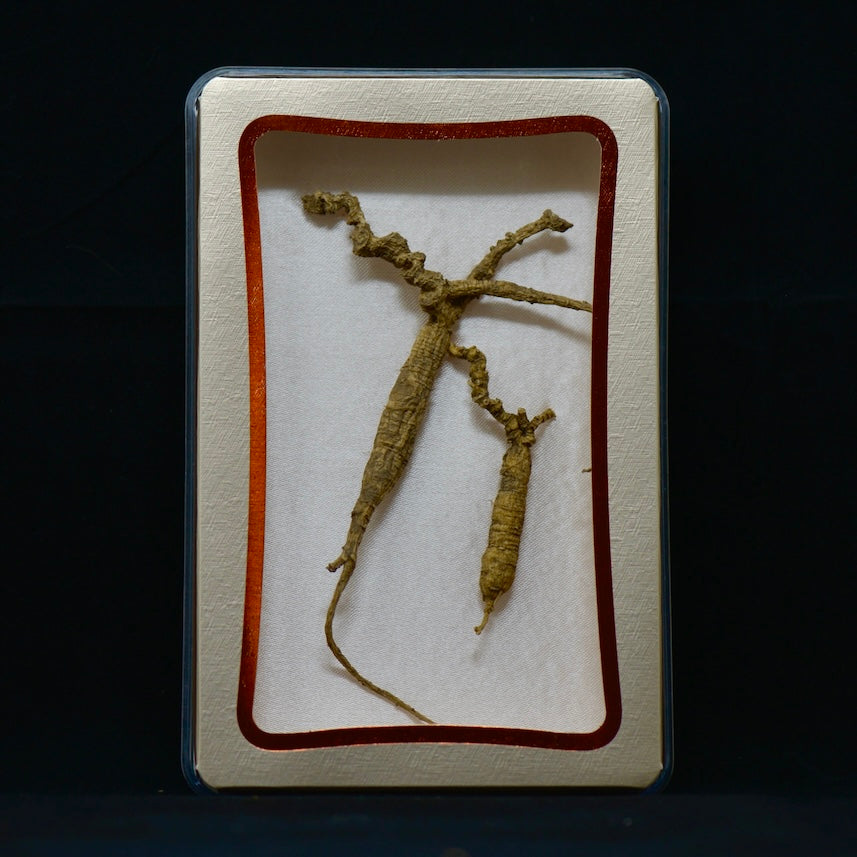 #82 Wild American Ginseng | E1531 | 30+ Years Old