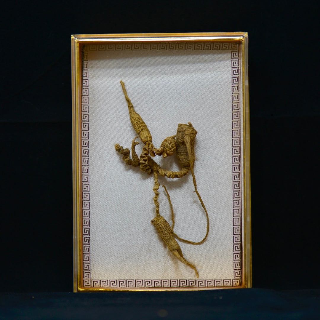 #82 Wild American Ginseng | E1532 | 40+ Years Old