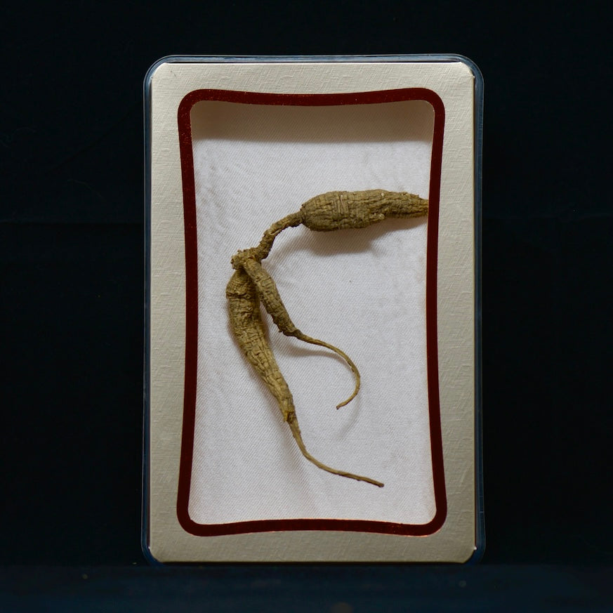 #82 Wild American Ginseng | E1535 | 30+ Years Old